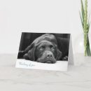 Search for blues labs cards Labrador retriever