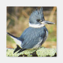 Search for belting magnets Belted kingfisher