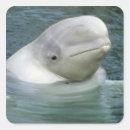Search for beluga whale stickers Marine