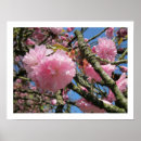 Recherche de cherry fruit posters Cerise
