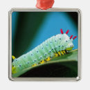 Search for caterpillar ornaments Insect