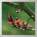 Search for spring bud art Closeup