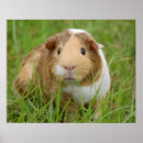 Search for guinea pig posters Cavy