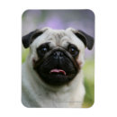 Recherche de alerte magnets Chien