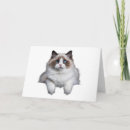 Recherche de ragdoll vœux cartes Amoureux des chats