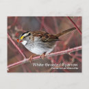 Search for throat photography Sparrow
