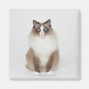 Search for furries magnets Cat
