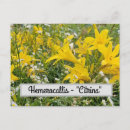 Recherche de jaunâtre cartes postales Fleurs
