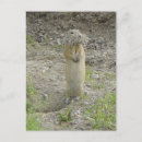 Recherche de terrestre photographie Rongeurs