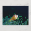 Search for up and fish postcards Sealife