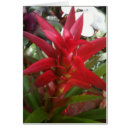 Recherche de bromeliad Rouge