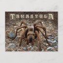 Recherche de arachnides cartes postales Tarantula