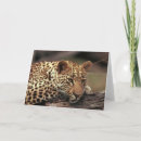 Search for leopard digital cards Big cats