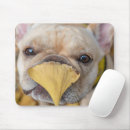 Recherche de french bulldog tapis souris Canine