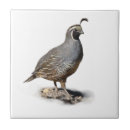 Recherche de cailles carreaux Faune