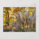 Search for plumed postcards Feathers