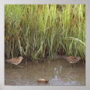Search for two birds posters Nature