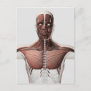 Recherche de système musculaire cartes postales Trapèze