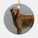 Search for flat coated retriever ornaments Canine photographer
