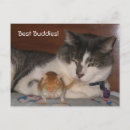 Search for buddies postcards Cat