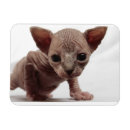 Search for cat breeds magnets Cute
