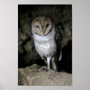 Recherche de chouette posters Chouette de la grange