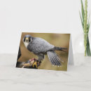 Search for bird hunt cards Falconry