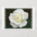 Search for rose bush invitations Roses