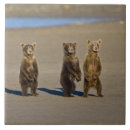 Search for bear tiles Hunting