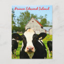 Recherche de vache laitière cartes postales Grange