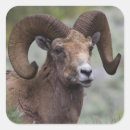 Search for bighorn stickers Montana