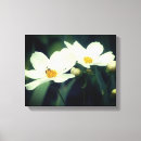 Recherche de marguerite blanche toiles Botanique