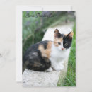 Search for cat save the dates Humour