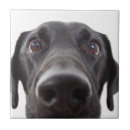 Search for labrador tiles Puppy