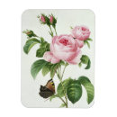 Recherche de rosa magnete Fleurs