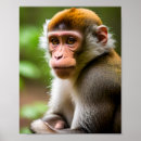 Search for chimpanzee monkey posters Nature