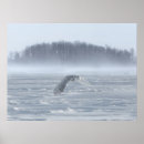 Search for snowy owls posters Winter