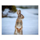 Search for cute rabbits posters Brown