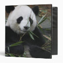 Search for giant panda binders Bamboo