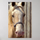 Recherche de palomino posters Horse