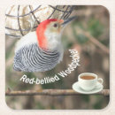 Recherche de pic bar Oiseaux