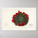 Search for cactus plant posters Illustration