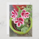 Search for annuals cards Flowers