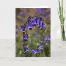 Search for bluebell cards Photography