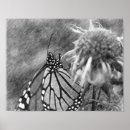 Search for butterfly on black art Nature