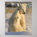 Search for hudson bay posters Snow