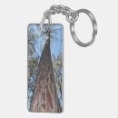 Search for pinus Trees