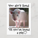 Search for pot belly pig postcards Pigs