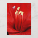 Recherche de tulpe cartes postales Blüte