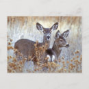 Recherche de mules cartes postales Californie